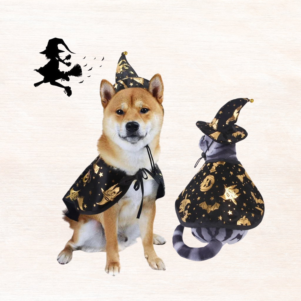Pet Halloween witch costume set on dog and cat: black hat with gold stars and cape