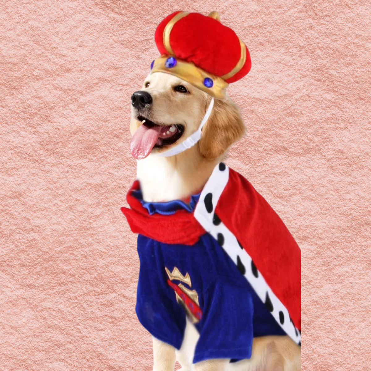 Dog in king pet costume with red crown hat, blue robe, and red cape