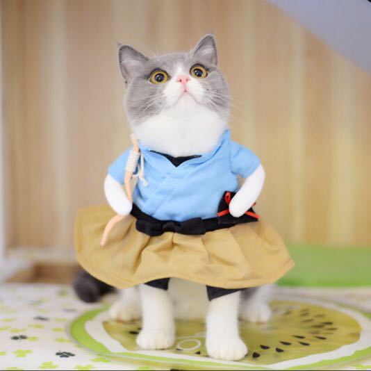 Cat wearing light blue top, black belt, and tan skirt costume
